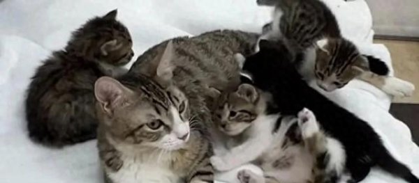 沪深配 地下道里的奇遇，流浪汉的爱与十三只猫的重生，温暖到泪奔