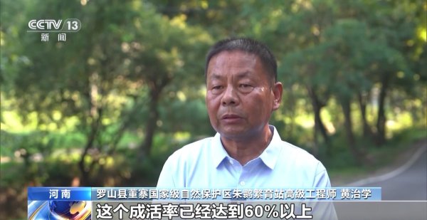 宜人配资 “鹮”来金山银山 中国朱鹮种群突破万只大关