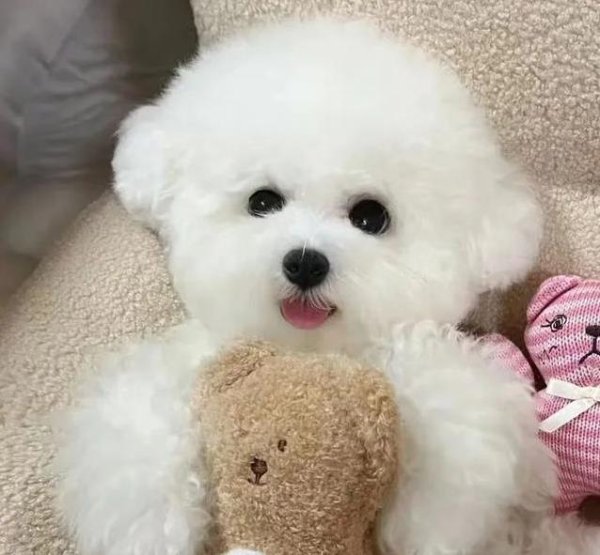 涵乔财富 比熊犬凭啥圈粉无数？颜值爆表黏人精，养它却有3大坑